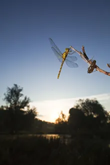 Vagrant darter (Sympetrum vulgatum) on twig with larval case, Gornje Podunavlje Special Vagrant darter (Sympetrum vulgatum) on twig with larval case, Gornje Podunavlje Special