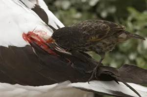 Vampire / Sharp-beaked Ground Finch (Geospiza difficilis) feeding on blood from Nazca Vampire / Sharp-beaked Ground Finch (Geospiza difficilis) feeding on blood from Nazca