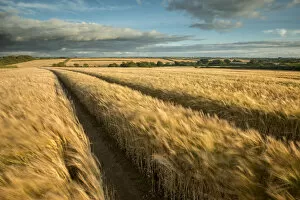 Expansive Gallery: Vehicle tracks in field of ripe Barley, farmland, late evening light, near Putford, Devon, UK