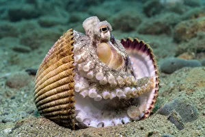 Veined octopus (Amphioctopus marginatus) between clam shell halves. Ambon, Maluku Archipelago