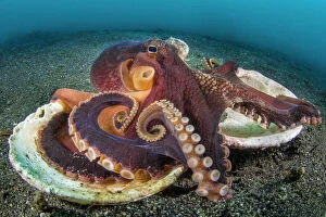 Defense Collection: Veined octopus (Amphioctopus marginatus) resting on top of the two halves of an old