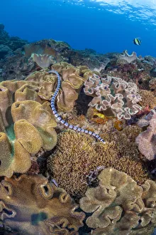 A venomous Banded sea krait / Yellow-lipped sea krait (Laticauda colubrina) swimming over a coral reef, Nusa Penida A venomous Banded sea krait / Yellow-lipped sea krait (Laticauda colubrina) swimming over a coral reef, Nusa Penida