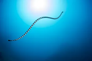 Venomous Yellow-lipped sea krait (Laticauda colubrina) heading up to the surface to Venomous Yellow-lipped sea krait (Laticauda colubrina) heading up to the surface to