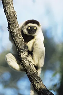Verreaux's sifaka {Propithecus v verreauxi} Anjhamolo spiny forest Madagascar Verreaux's sifaka {Propithecus v verreauxi} Anjhamolo spiny forest Madagascar