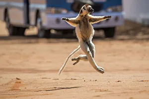 Verreauxs sifaka (Propithecus verreauxi) running across a road with bus in background Verreauxs sifaka (Propithecus verreauxi) running across a road with bus in background
