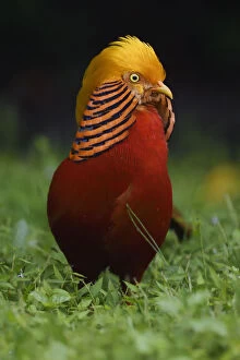 Gold Colour Gallery: A vertical portrait of a male Golden pheasant (Chrysolophus pictus) standing