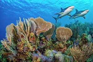 A vibrant Caribbean coral reef with two Reef sharks (Carcharhinus perezi A vibrant Caribbean coral reef with two Reef sharks (Carcharhinus perezi
