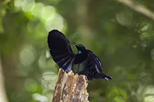Images Dated 24th October 2010: Victorias riflebird (Ptiloris victoriae) male displaying in rainforest, Atherton Tablelands