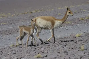 Vicuna (Vicugna vicugna) mother with young, Laguna Hedionda, Altiplano, Bolivia Vicuna (Vicugna vicugna) mother with young, Laguna Hedionda, Altiplano, Bolivia