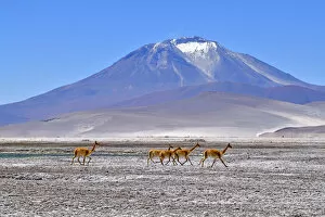 Images Dated 30th September 2018: Vicuna (Vicugna vicugna), five running across salt flat with mountain in background