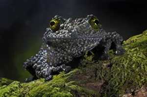 Vietnamese Mossy Frog {Theloderma corticale} captive, from Vietnam Vietnamese Mossy Frog {Theloderma corticale} captive, from Vietnam