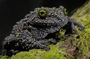 Vietnamese Mossy Frog {Theloderma corticale} captive, from Vietnam Vietnamese Mossy Frog {Theloderma corticale} captive, from Vietnam