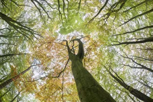 View up towards Beech (Fagus sylvatica) woodland canopy. Derbyshire, UK. October View up towards Beech (Fagus sylvatica) woodland canopy. Derbyshire, UK. October
