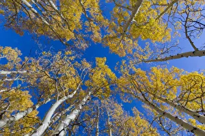 View up into canopy of Aspen (Populus) trees against blue sky in autumn, Grand Staircase-Escalante View up into canopy of Aspen (Populus) trees against blue sky in autumn, Grand Staircase-Escalante