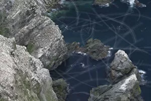 Images Dated 6th June 2010: View over Gannet colony (Morus bassanus) with flight trails of birds in flight, Hermaness NNR