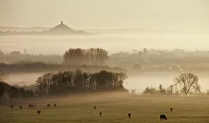 Mist Gallery: View towards Glastonbury tor from Walton Hill at dawn, Somerset Levels, Somerset
