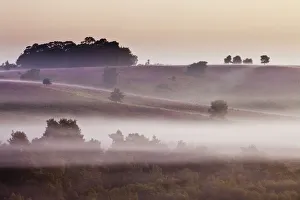 View over heathland at dawn, with flowering heather (Erica), Linwood, New Forest National Park View over heathland at dawn, with flowering heather (Erica), Linwood, New Forest National Park