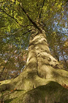 View looking up European beech (Fagus sylvatica) tree trunk, Klampenborg Dyrehaven View looking up European beech (Fagus sylvatica) tree trunk, Klampenborg Dyrehaven