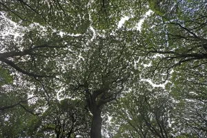 View looking up into Oak (Quercus sp) canopy, Glendalough valley, County Wicklow View looking up into Oak (Quercus sp) canopy, Glendalough valley, County Wicklow
