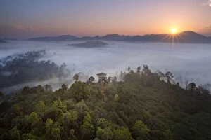 Rainforest Gallery: View over lowland dipterocarp rainforest at dawn. Danum Valley, Sabah, Borneo, May 2011