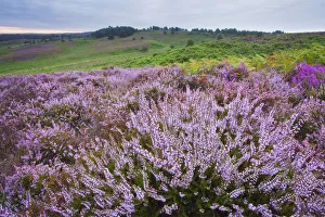 View over New Forest heathland Ling (Erica cinerea) and Bell Heather (Erica cinerea) View over New Forest heathland Ling (Erica cinerea) and Bell Heather (Erica cinerea)
