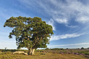 Images Dated 22nd August 2011: View over New Forest heathland with Oak (Quercus robur) tree
