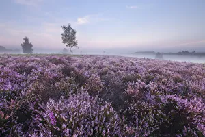 Bell heather, Erica cinerea and Ling, Calluna vulgaris at Devil's