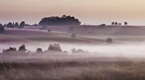 View over New Forest lowland heathland from Rockford Common at dawn, with Bell heather View over New Forest lowland heathland from Rockford Common at dawn, with Bell heather