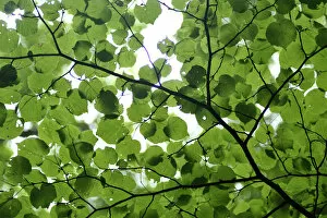 Images Dated 8th June 2008: View of underside of Lime (Tilia sp) leaves on a branch, Moricsala Strict Nature Reserve