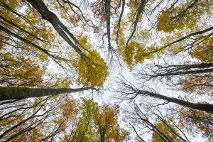 View upward to canopy of a Beech woodland (Fagus sylvatica) in autumn View upward to canopy of a Beech woodland (Fagus sylvatica) in autumn