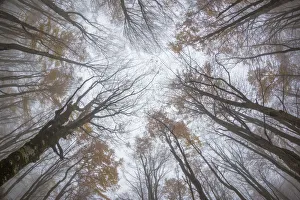 View upwards to canopy of a Beech woodland (Fagus sylvatica) in autumn View upwards to canopy of a Beech woodland (Fagus sylvatica) in autumn