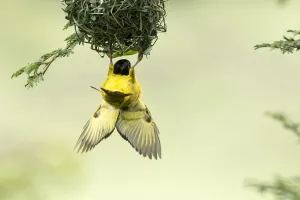 Village weaver (Ploceus cucullatus) male bird building nest, Masai-Mara Game Reserve Village weaver (Ploceus cucullatus) male bird building nest, Masai-Mara Game Reserve