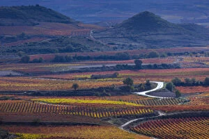 Vitis Gallery: Vineyards in autumn, La Rioja, Sierra De Cantabria, Alava, Basque Country, Spain