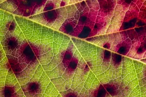Violet bramble rust (Phragmidium violaceum) causing red colouration on Bramble leaf Violet bramble rust (Phragmidium violaceum) causing red colouration on Bramble leaf