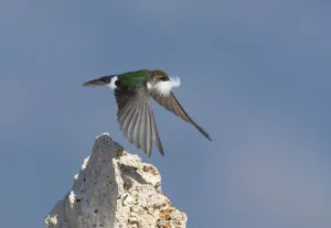Violet-green Swallow (Tachycineta thalassina), female in flight carrying a feather Violet-green Swallow (Tachycineta thalassina), female in flight carrying a feather