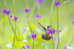 Violet headed hummingbird (Klais guimeti) female visiting Porterweed (Stachytarpheta sp Violet headed hummingbird (Klais guimeti) female visiting Porterweed (Stachytarpheta sp