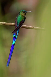 Trochilidae Collection: Violet-tailed sylph hummingbird (Aglaiocercus coelestis) Mindo, Pichincha, Ecuador