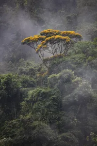 Vochysia tree and rainforest landscape, Copalinga Reserve, Ecuador, December 2018 Vochysia tree and rainforest landscape, Copalinga Reserve, Ecuador, December 2018