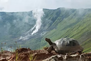 Images Dated 20th May 2008: Volcan Alcedo giant tortoises (Chelonoidis nigra vandenburghi) among steaming fumaroles