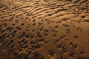 Images Dated 24th December 2005: Wader footprints in sand, Aberlady Bay, Firth of Forth, Scotland, UK, December