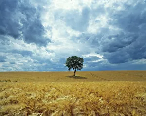 Expansive Gallery: Walnut (Juglans regia) in field of ripe barley before a storm, Ribemont, Picardy, France