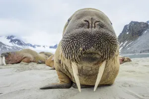 Walrus (Odobenus rosmarus) amongst group hauled out on shore. Spitsbergen, Svalbard, Norway. July Walrus (Odobenus rosmarus) amongst group hauled out on shore. Spitsbergen, Svalbard, Norway. July