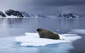 Images Dated 24th June 2009: Walrus (Odobenus rosmarus) lying on ice, Spitsbergen, Svalbard, Norway, June 2009