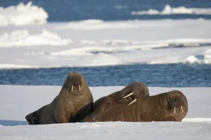 Three Walrus (Odobenus rosmarus) resting on sea ice, Svalbard, Norway, August 2009 Three Walrus (Odobenus rosmarus) resting on sea ice, Svalbard, Norway, August 2009