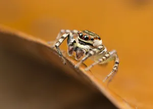 Wandering jumping spider (Cytea severa), adult male, Cairns, Queensland, Australia, June Wandering jumping spider (Cytea severa), adult male, Cairns, Queensland, Australia, June
