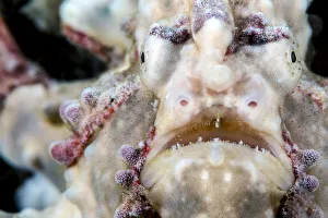 Warty / Clown frogfish (Antennarius maculatus) male portrait, Anilao, Batangas, Luzon Warty / Clown frogfish (Antennarius maculatus) male portrait, Anilao, Batangas, Luzon