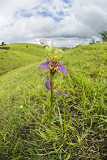 Wasp orchid, (Ophrys apifera var. trollii) growing on Cleeve Hill near Cheltenham Wasp orchid, (Ophrys apifera var. trollii) growing on Cleeve Hill near Cheltenham