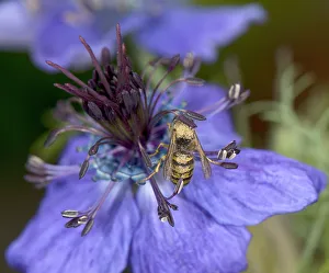 Wasp walking around a Spanish love-in-a-mist (Nigella hispanica) flower to sip nectar Wasp walking around a Spanish love-in-a-mist (Nigella hispanica) flower to sip nectar