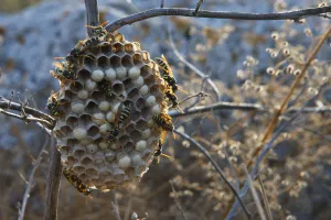 Wasps on nest, Bagerova Steppe, Kerch Peninsula, Crimea, Ukraine, July 2009 Wasps on nest, Bagerova Steppe, Kerch Peninsula, Crimea, Ukraine, July 2009