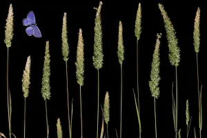 Water bent grass (Agrostis semiverticillata) and Eschers blue butterfly (Polyommatus Water bent grass (Agrostis semiverticillata) and Eschers blue butterfly (Polyommatus